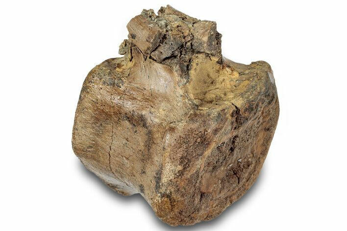 Hadrosaur (Edmontosaurus) Caudal Vertebra Centrum - South Dakota #316926